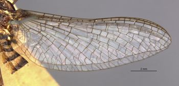 Media type: image;   Entomology 11222 Aspect: wing